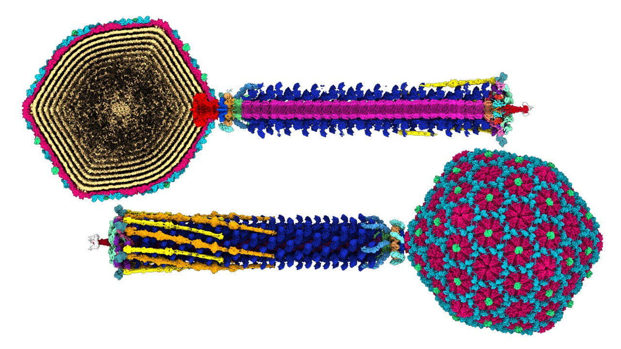 これまでにないほど詳細なバクテリオファージの構造マッピングを実現